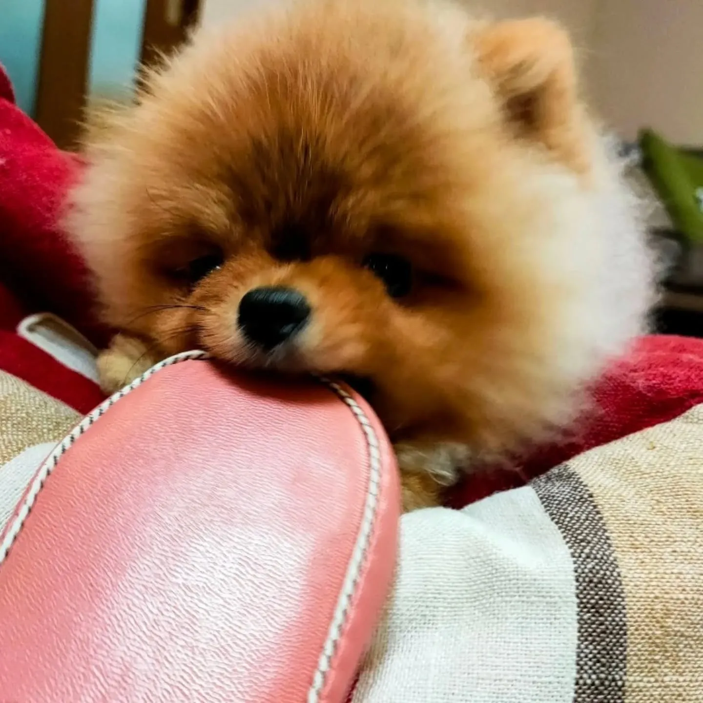 アハハッ😅💦…🐾我が家の🏠️ワルボーズ・ポンピです🐶ごめんな...